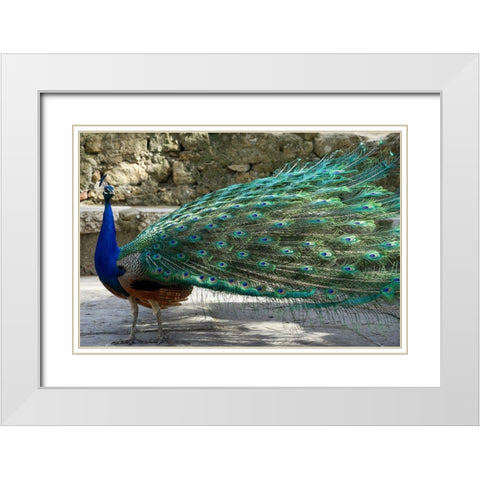 Lisbon- Portugal. Castelo Sao Jorge. Peacocks reside on the castle grounds White Modern Wood Framed Art Print with Double Matting by McRoberts, Julien