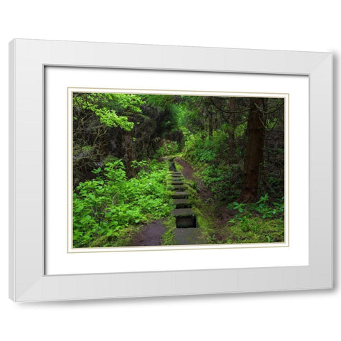 Levada-traditional irrigation channel near Cabeco Gordo in dense forest  White Modern Wood Framed Art Print with Double Matting by Zwick, Martin