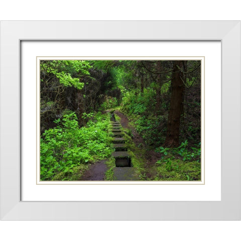 Levada-traditional irrigation channel near Cabeco Gordo in dense forest  White Modern Wood Framed Art Print with Double Matting by Zwick, Martin