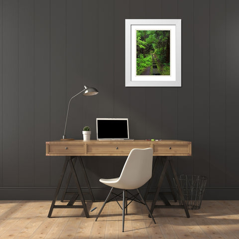 Levada-traditional irrigation channel near Cabeco Gordo in dense forest  White Modern Wood Framed Art Print with Double Matting by Zwick, Martin