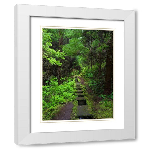 Levada-traditional irrigation channel near Cabeco Gordo in dense forest  White Modern Wood Framed Art Print with Double Matting by Zwick, Martin