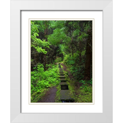 Levada-traditional irrigation channel near Cabeco Gordo in dense forest  White Modern Wood Framed Art Print with Double Matting by Zwick, Martin