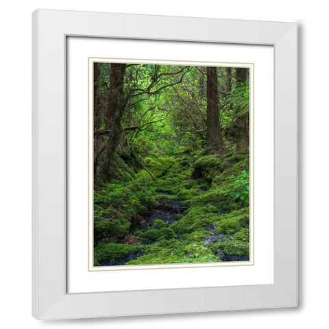 Forest near Cabeco Grodo Faial Island-an island in the Azores in the Atlantic Ocean  White Modern Wood Framed Art Print with Double Matting by Zwick, Martin