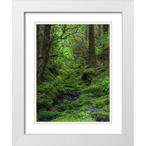 Forest near Cabeco Grodo Faial Island-an island in the Azores in the Atlantic Ocean  White Modern Wood Framed Art Print with Double Matting by Zwick, Martin