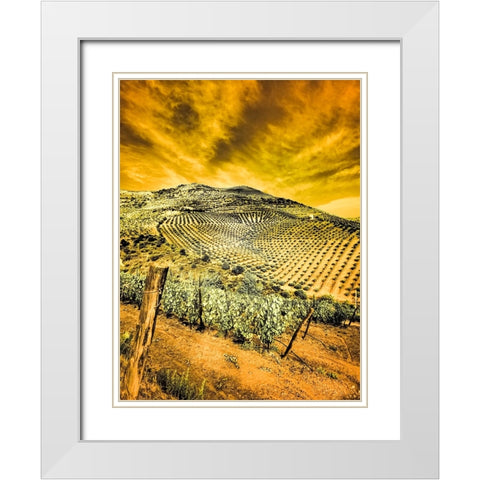 Portugal-Douro Valley-Vineyards and Olive Groves White Modern Wood Framed Art Print with Double Matting by Eggers, Terry