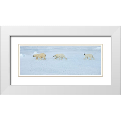 Russia-High Arctic-Franz Josef Land Polar bear female with two cubs on sea ice White Modern Wood Framed Art Print with Double Matting by Hopkins, Cindy Miller