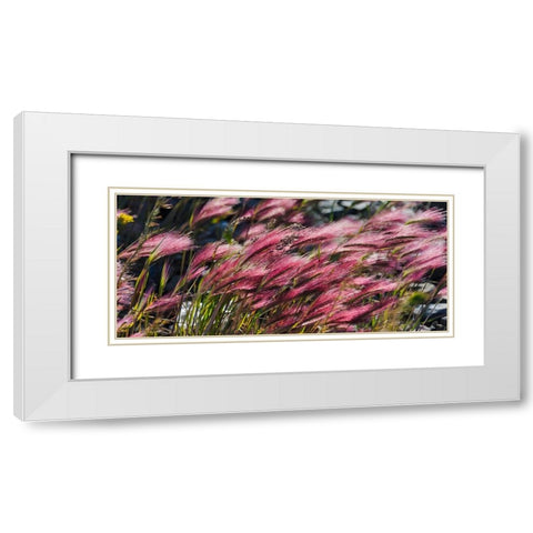 Wild barley-Hardeuom-Anadyr-Chukotka Autonomous Okrug-Russia White Modern Wood Framed Art Print with Double Matting by Su, Keren