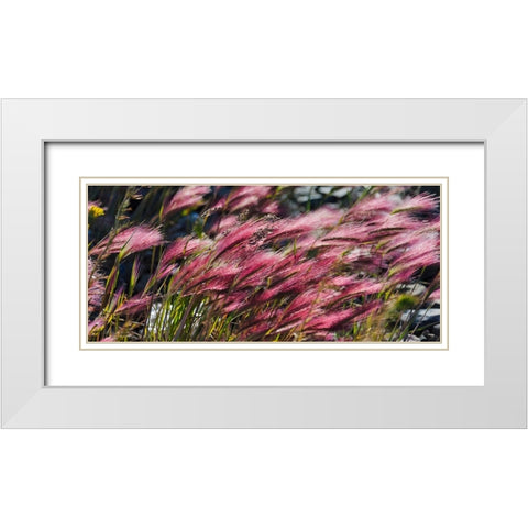 Wild barley-Hardeuom-Anadyr-Chukotka Autonomous Okrug-Russia White Modern Wood Framed Art Print with Double Matting by Su, Keren