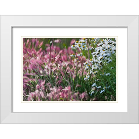 Wild barley-Hardeuom-Anadyr-Chukotka Autonomous Okrug-Russia White Modern Wood Framed Art Print with Double Matting by Su, Keren