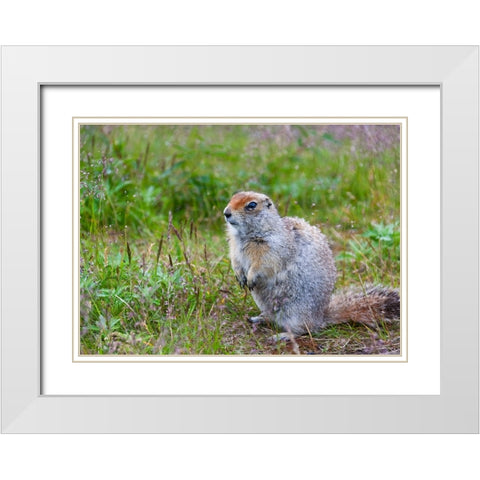Ground squirrel-Chukchi Peninsula-Russian Far East White Modern Wood Framed Art Print with Double Matting by Su, Keren