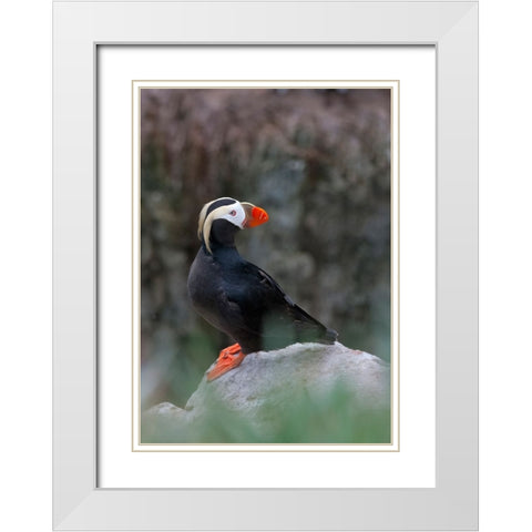 Tufted Puffin-Fratercula cirrhata-on Kolyuchin Island-once an important Russian Polar Research Stat White Modern Wood Framed Art Print with Double Matting by Su, Keren