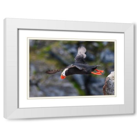 Tufted Puffin-Fratercula cirrhata-on Kolyuchin Island-once an important Russian Polar Research Stat White Modern Wood Framed Art Print with Double Matting by Su, Keren