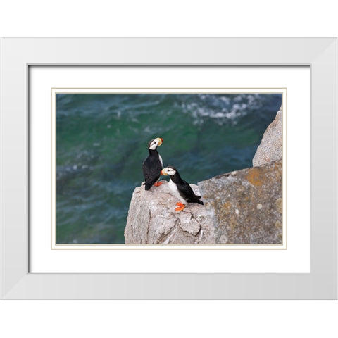 Horned Puffin-Fratercula corniculata-on Kolyuchin Island-once an important Russian Polar Research S White Modern Wood Framed Art Print with Double Matting by Su, Keren