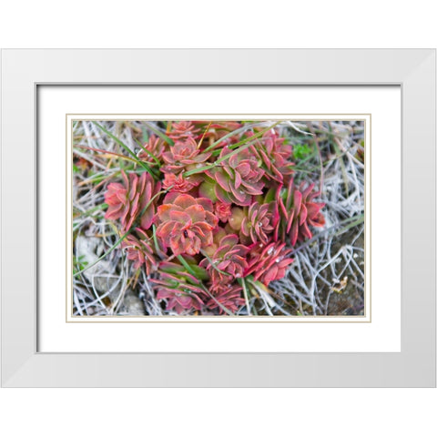 Arctic cactus-Wrangel Island in Chukchi Sea-Russian Far East White Modern Wood Framed Art Print with Double Matting by Su, Keren