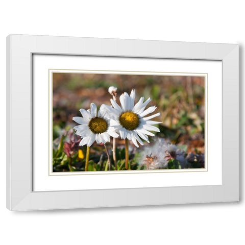 Arctic Chrysanthemum-Chrysanthemum arcticum-Cape Onman-Chukchi Sea-Russia Far East White Modern Wood Framed Art Print with Double Matting by Su, Keren