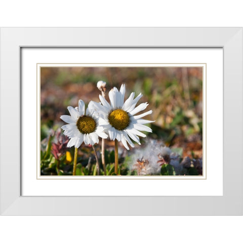 Arctic Chrysanthemum-Chrysanthemum arcticum-Cape Onman-Chukchi Sea-Russia Far East White Modern Wood Framed Art Print with Double Matting by Su, Keren