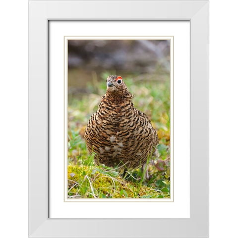 Willow grouse-willow Ptarmigan-Yttygran Island-Bering Sea-Russia Far East White Modern Wood Framed Art Print with Double Matting by Su, Keren