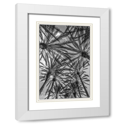 Spain-Canary Islands-Gran Canaria Island-Maspalomas-palm tree canopy White Modern Wood Framed Art Print with Double Matting by Bibikow, Walter