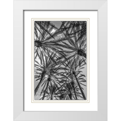 Spain-Canary Islands-Gran Canaria Island-Maspalomas-palm tree canopy White Modern Wood Framed Art Print with Double Matting by Bibikow, Walter