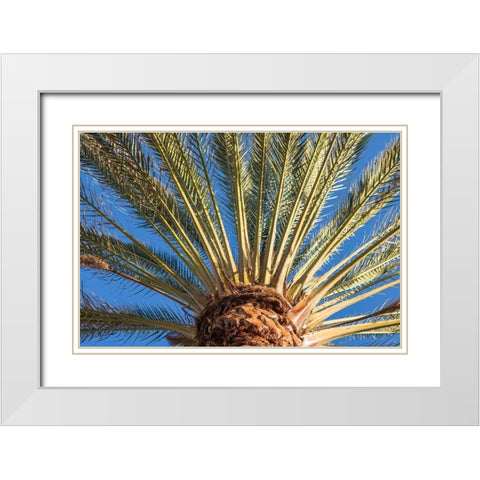Canary Islands-Fuerteventura Island-Morro Jable-Playa del Matorral beach-palm tree White Modern Wood Framed Art Print with Double Matting by Bibikow, Walter