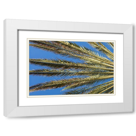 Canary Islands-Fuerteventura Island-Morro Jable-Playa del Matorral beach-palm tree White Modern Wood Framed Art Print with Double Matting by Bibikow, Walter