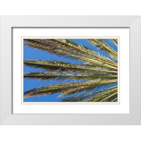 Canary Islands-Fuerteventura Island-Morro Jable-Playa del Matorral beach-palm tree White Modern Wood Framed Art Print with Double Matting by Bibikow, Walter
