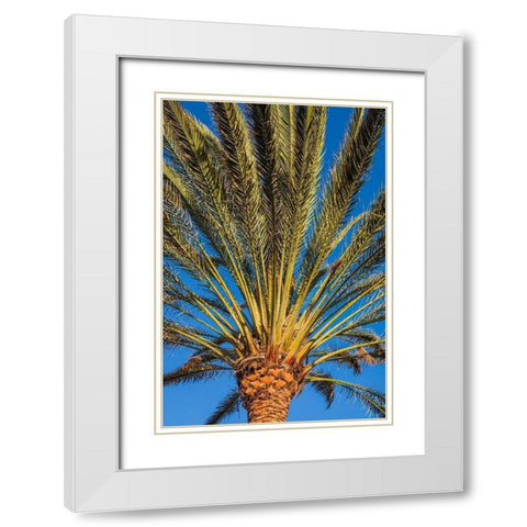 Canary Islands-Fuerteventura Island-Morro Jable-Playa del Matorral beach-palm tree White Modern Wood Framed Art Print with Double Matting by Bibikow, Walter