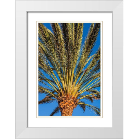 Canary Islands-Fuerteventura Island-Morro Jable-Playa del Matorral beach-palm tree White Modern Wood Framed Art Print with Double Matting by Bibikow, Walter