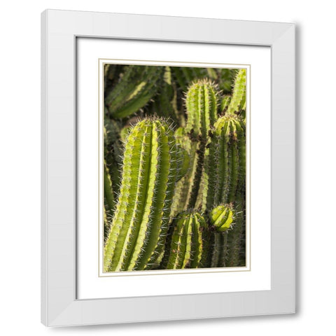 Canary Islands-Fuerteventura Island-Caleta de Fuste-beachfront cactus White Modern Wood Framed Art Print with Double Matting by Bibikow, Walter