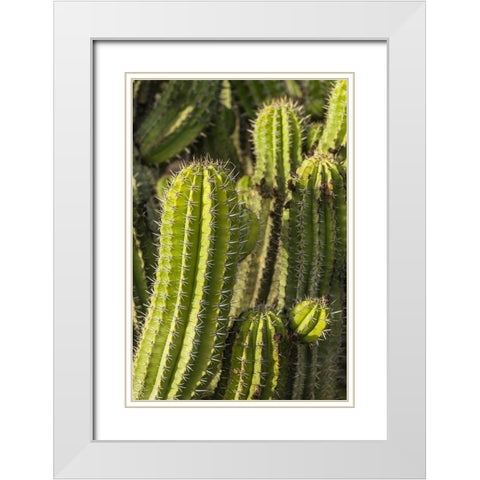 Canary Islands-Fuerteventura Island-Caleta de Fuste-beachfront cactus White Modern Wood Framed Art Print with Double Matting by Bibikow, Walter