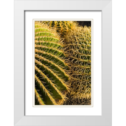 Canary Islands-Fuerteventura Island-Caleta de Fuste-beachfront cactus White Modern Wood Framed Art Print with Double Matting by Bibikow, Walter