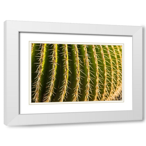 Canary Islands-Fuerteventura Island-Caleta de Fuste-beachfront cactus White Modern Wood Framed Art Print with Double Matting by Bibikow, Walter