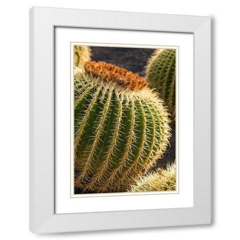 Canary Islands-Fuerteventura Island-Caleta de Fuste-beachfront cactus White Modern Wood Framed Art Print with Double Matting by Bibikow, Walter