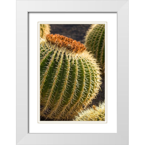 Canary Islands-Fuerteventura Island-Caleta de Fuste-beachfront cactus White Modern Wood Framed Art Print with Double Matting by Bibikow, Walter