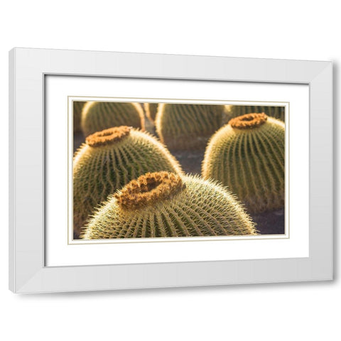 Canary Islands-Fuerteventura Island-Caleta de Fuste-beachfront cactus White Modern Wood Framed Art Print with Double Matting by Bibikow, Walter