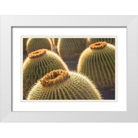 Canary Islands-Fuerteventura Island-Caleta de Fuste-beachfront cactus White Modern Wood Framed Art Print with Double Matting by Bibikow, Walter