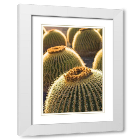 Canary Islands-Fuerteventura Island-Caleta de Fuste-beachfront cactus White Modern Wood Framed Art Print with Double Matting by Bibikow, Walter