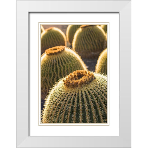 Canary Islands-Fuerteventura Island-Caleta de Fuste-beachfront cactus White Modern Wood Framed Art Print with Double Matting by Bibikow, Walter