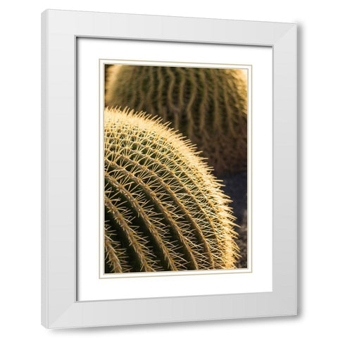 Canary Islands-Fuerteventura Island-Caleta de Fuste-beachfront cactus White Modern Wood Framed Art Print with Double Matting by Bibikow, Walter