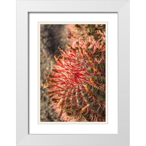 Canary Islands-Fuerteventura Island-Caleta de Fuste-beachfront cactus White Modern Wood Framed Art Print with Double Matting by Bibikow, Walter