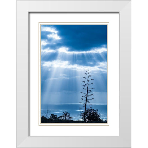 Canary Islands-La Palma Island-Santa Cruz de la Palma-dramatic sky and tree White Modern Wood Framed Art Print with Double Matting by Bibikow, Walter