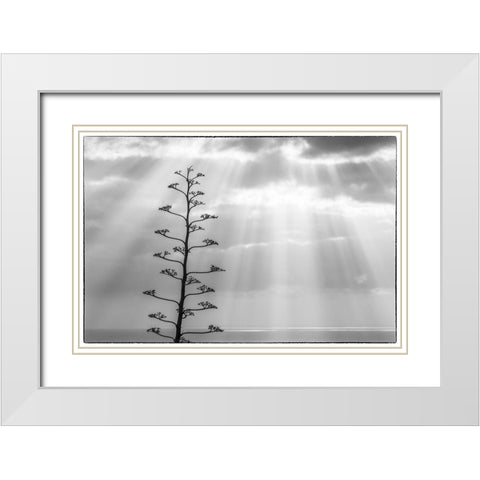 Canary Islands-La Palma Island-Santa Cruz de la Palma-dramatic sky and tree White Modern Wood Framed Art Print with Double Matting by Bibikow, Walter