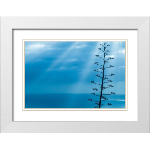 Canary Islands-La Palma Island-Santa Cruz de la Palma-dramatic sky and tree White Modern Wood Framed Art Print with Double Matting by Bibikow, Walter