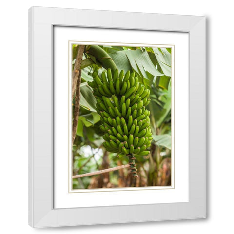 Canary Islands-La Palma Island-San Andres-bananas White Modern Wood Framed Art Print with Double Matting by Bibikow, Walter