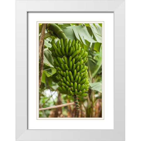 Canary Islands-La Palma Island-San Andres-bananas White Modern Wood Framed Art Print with Double Matting by Bibikow, Walter