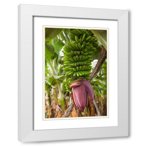 Canary Islands-La Palma Island-San Andres-banana flower White Modern Wood Framed Art Print with Double Matting by Bibikow, Walter