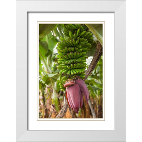 Canary Islands-La Palma Island-San Andres-banana flower White Modern Wood Framed Art Print with Double Matting by Bibikow, Walter