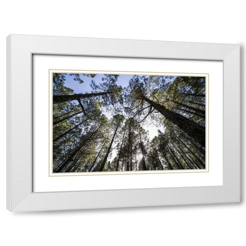 Canary Islands--forest growing in old lava field White Modern Wood Framed Art Print with Double Matting by Bibikow, Walter