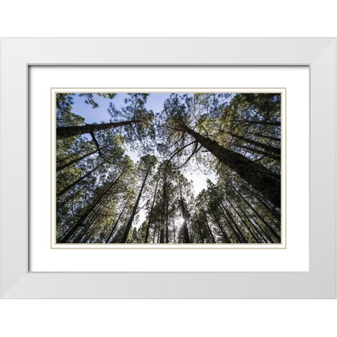 Canary Islands--forest growing in old lava field White Modern Wood Framed Art Print with Double Matting by Bibikow, Walter