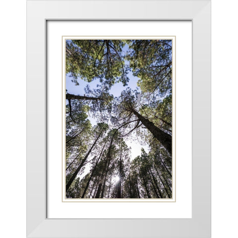 Canary Islands--forest growing in old lava field White Modern Wood Framed Art Print with Double Matting by Bibikow, Walter